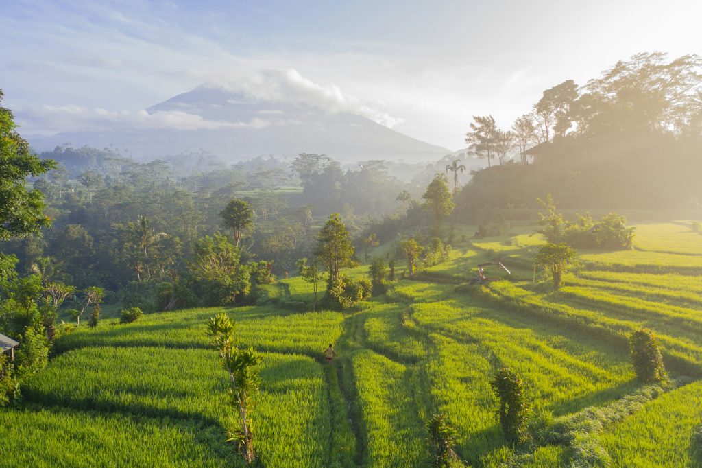bali-rice