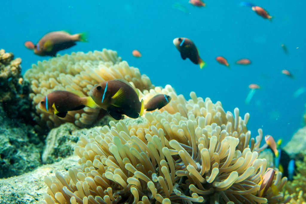 maldives-underwater